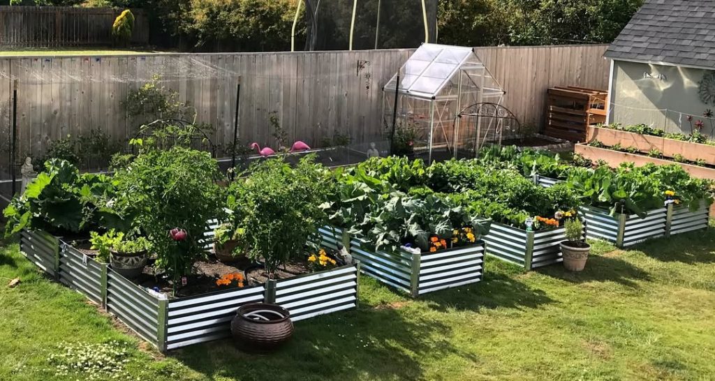 Backyard vegetable garden with metal beds and greenhouse