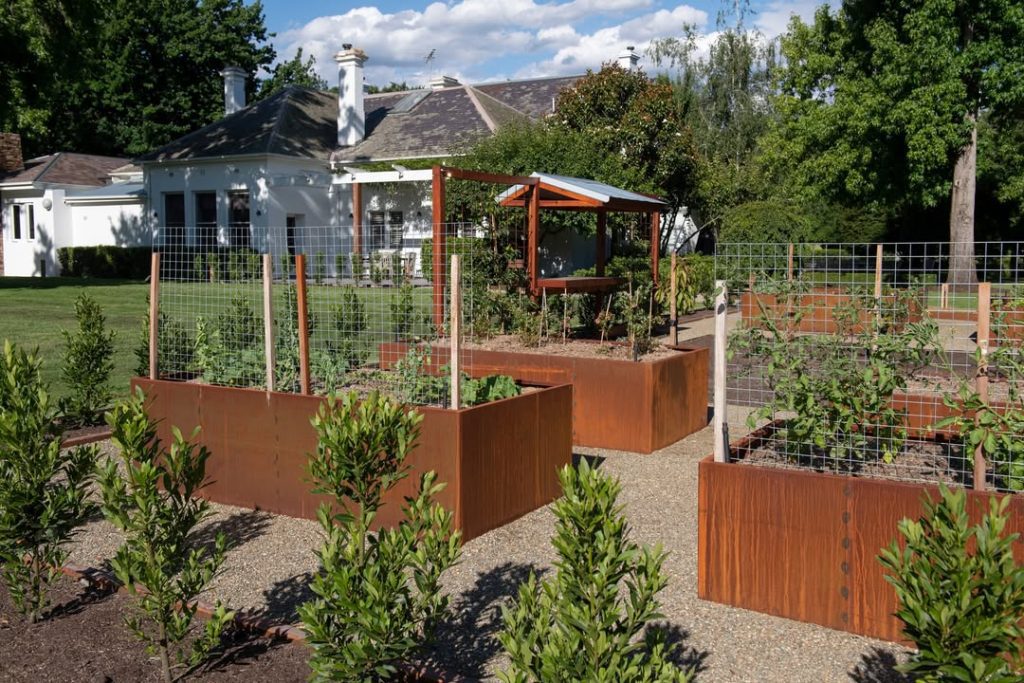 Corten steel raised beds with metal trellises and gravel paths