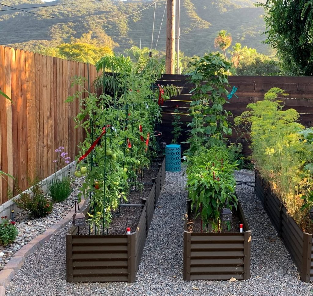 Metal raised beds with climbing vegetables and mountain backdrop