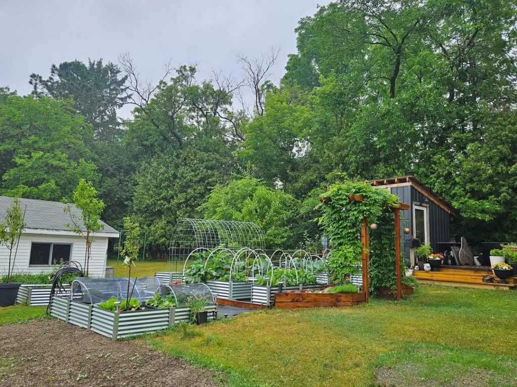 Metal raised beds with trellises and modern garden shed