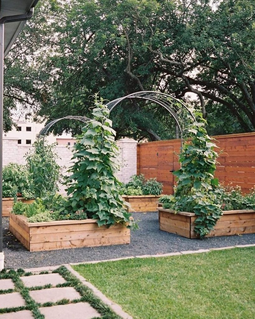 Cedar raised beds with metal arch trellis for climbing plants