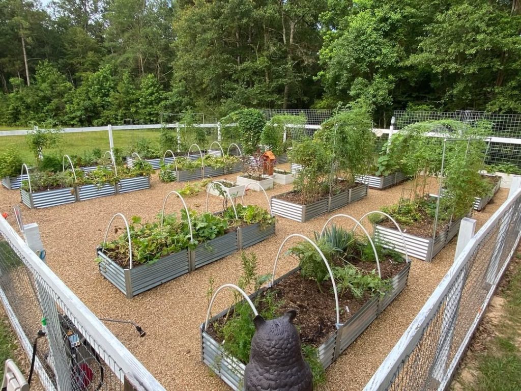 Fenced vegetable garden with metal raised beds and hoops