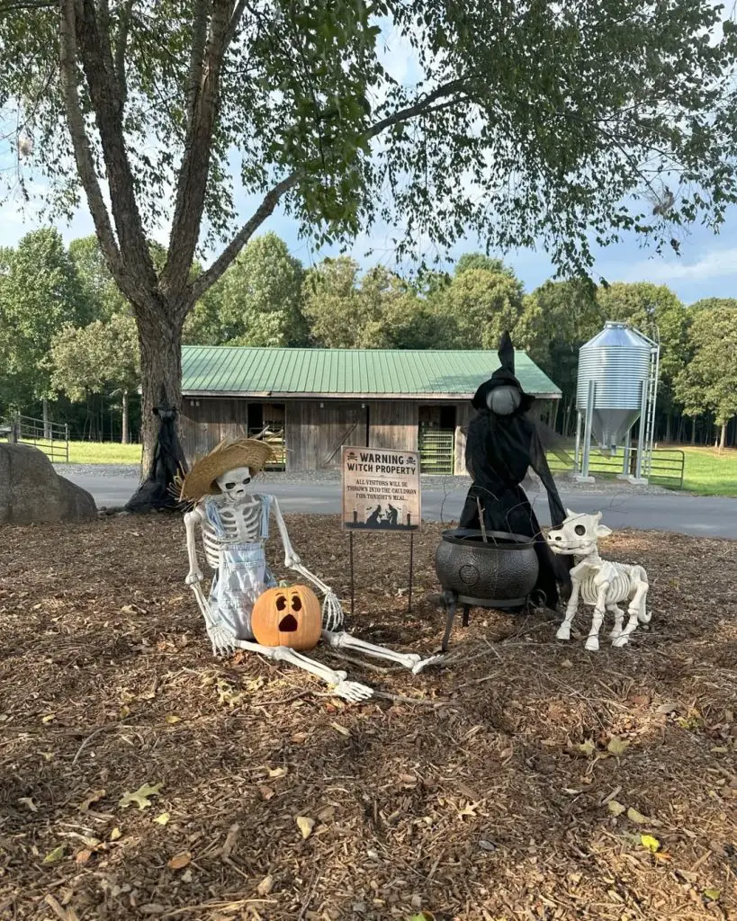 Halloween skeleton pirate with witch cauldron scene and warning sign display