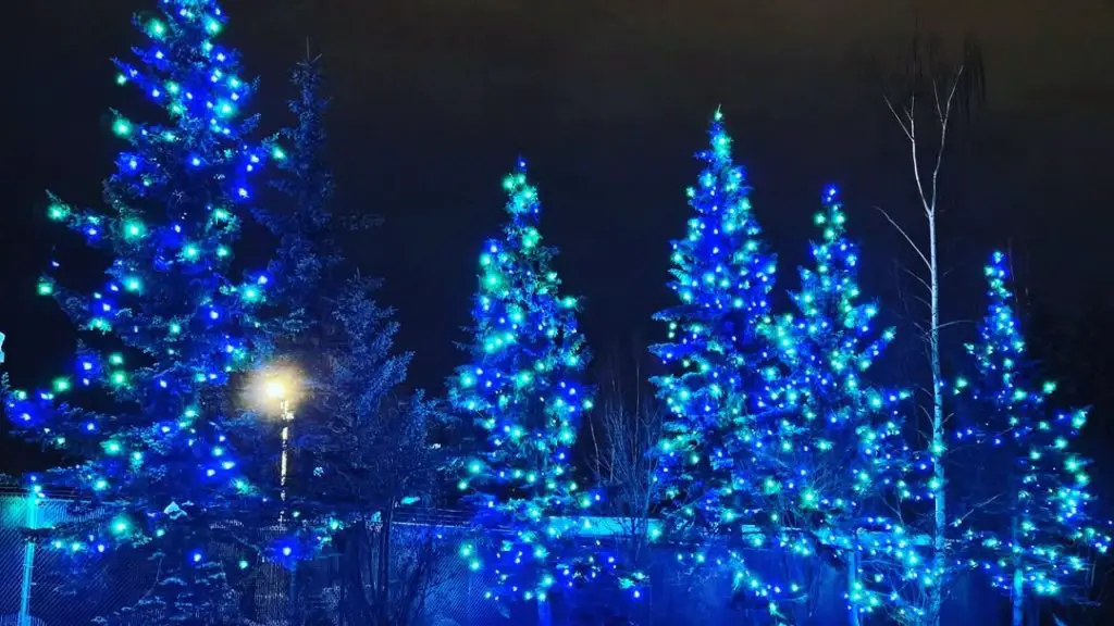 Blue turquoise Christmas lights on outdoor evergreen trees