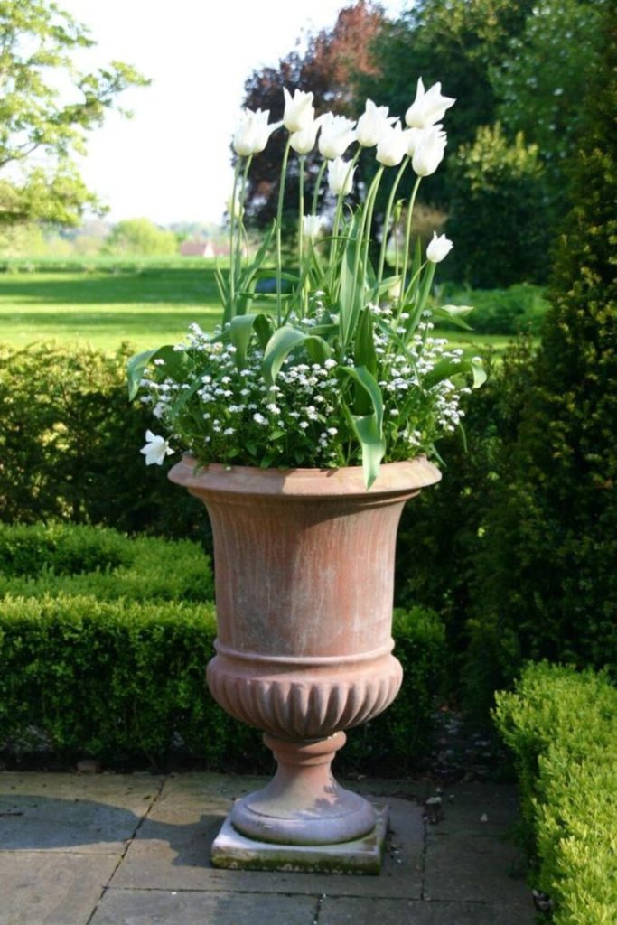 Large terracotta urns with plants