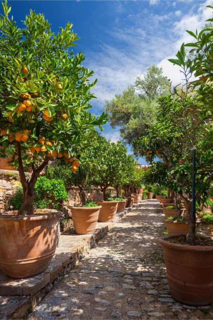 Bright citrus trees with herb beds.