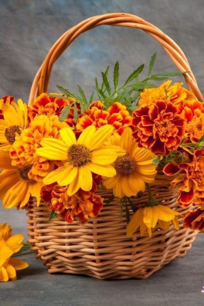 Sunset marigolds in wicker basket