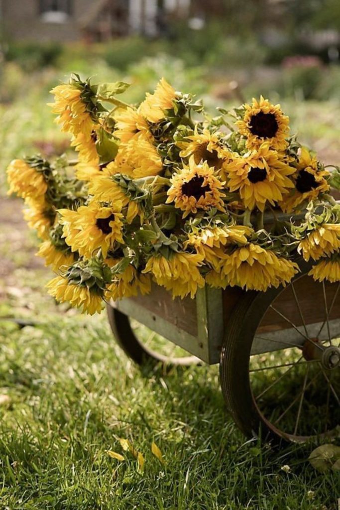 Sunflowers leaning over worn wooden panels