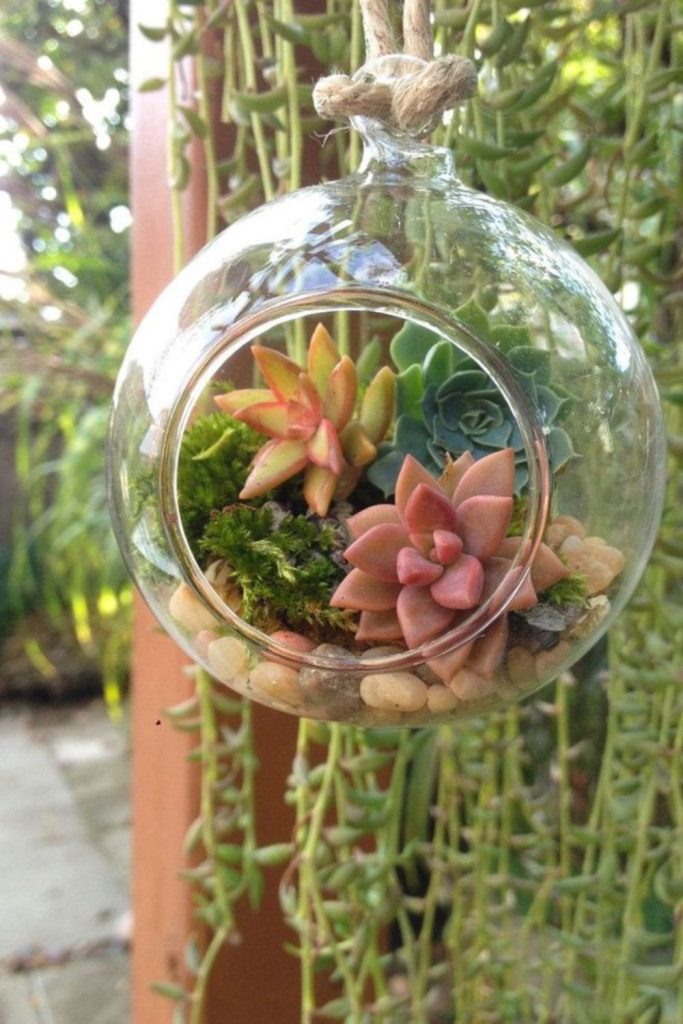 Glass globe terrarium plant setup