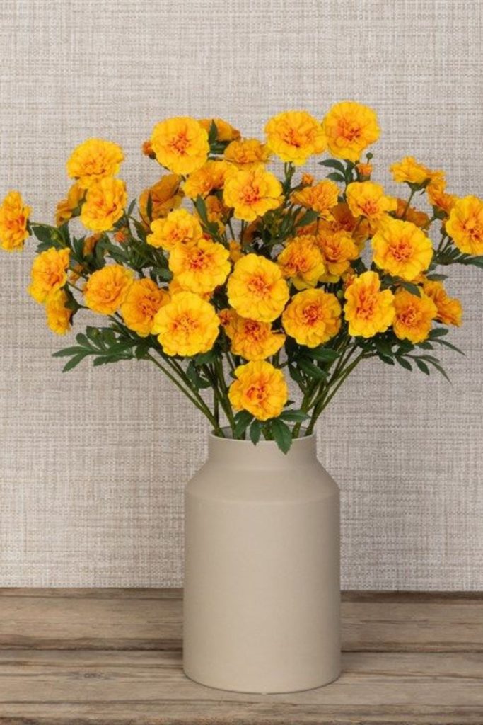 Yellow marigolds in earthen vase