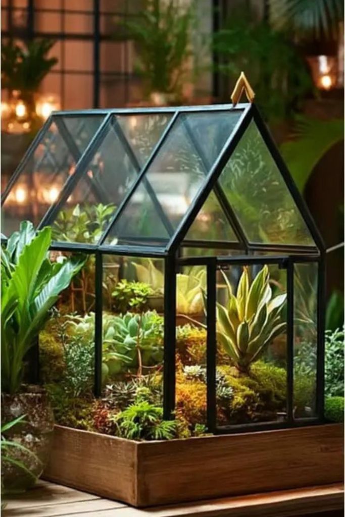 Mini greenhouse box plant setup