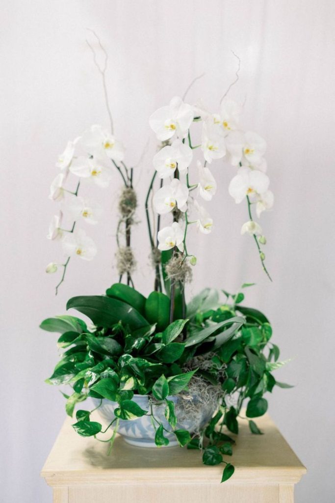 Pale aqua orchids with trailing ivy
