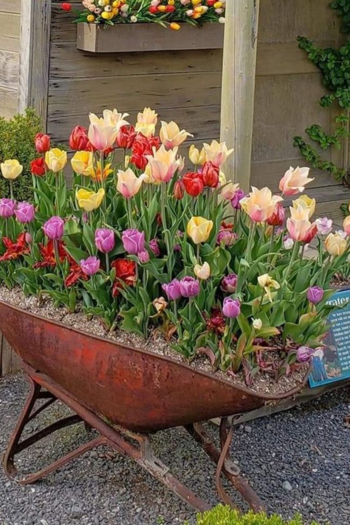 Tulips leaning from rusted metal trays