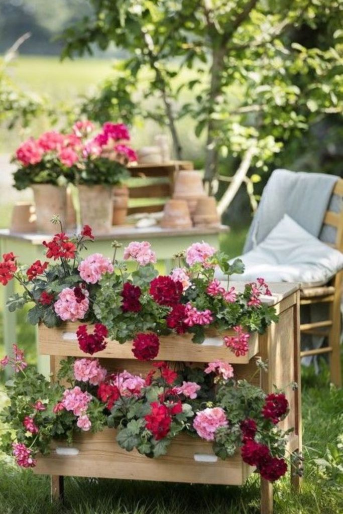 Red geraniums atop chipped teal wood