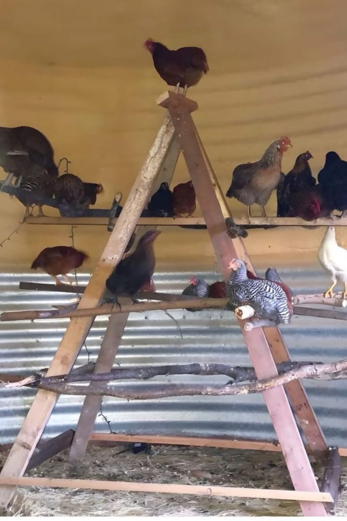 Pyramid beam tiered chicken roost tower structure