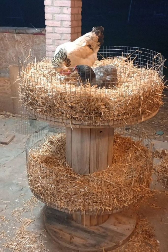 Barrel hoop circular chicken roost ring system