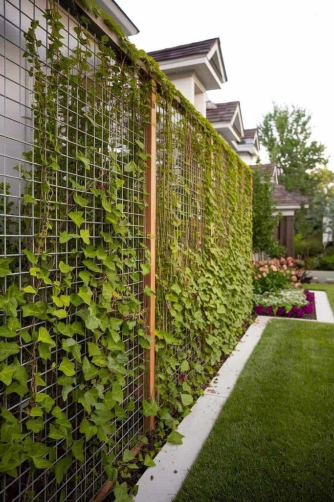 Chain link fence covered climbing vines