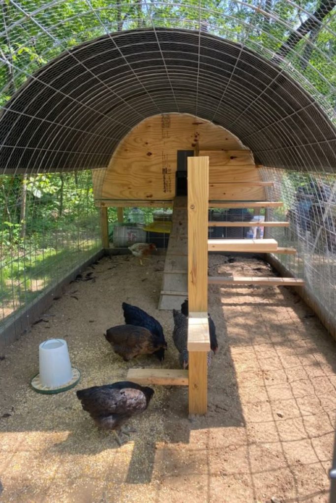 Curved metal hoop chicken roost arc design