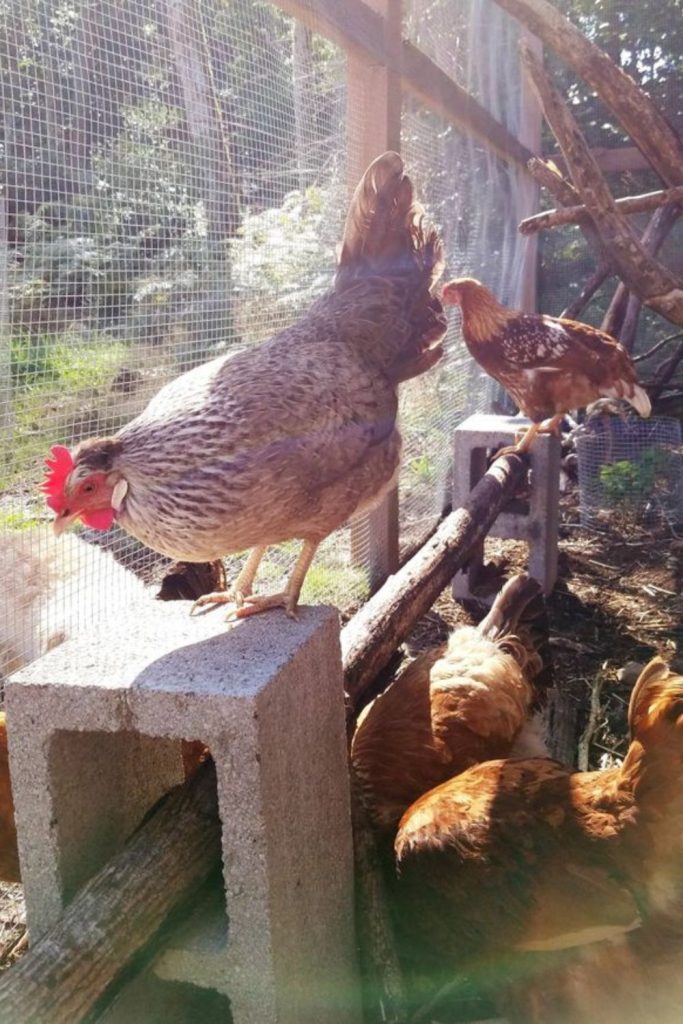 Vine weave tunnel chicken roost enclosure design