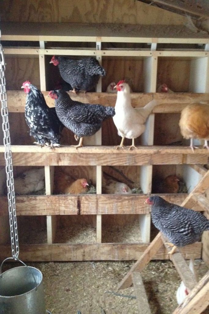 Classic farm utility coop interior style