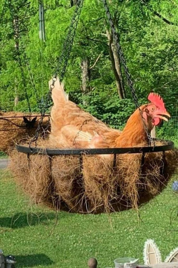 Hanging basket pod chicken roost nesting system