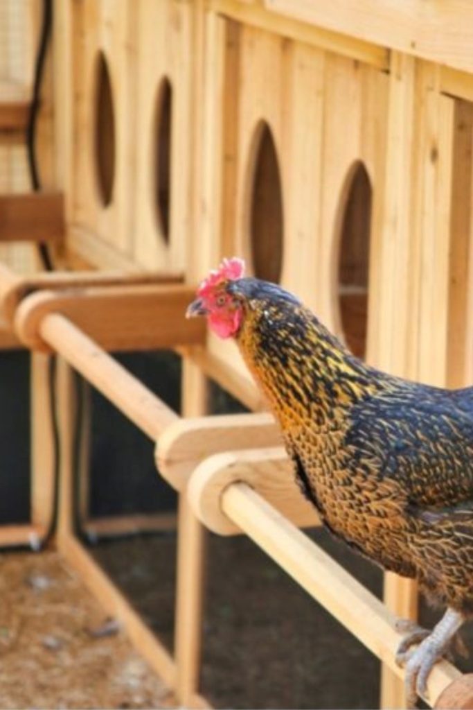Hanging log swing beam chicken roost perch