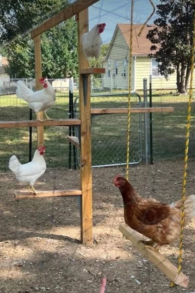 Hanging swing plank chicken roost perch setup