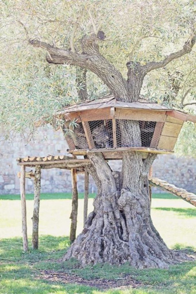 Orchard tree inspired chicken roost shelf setup