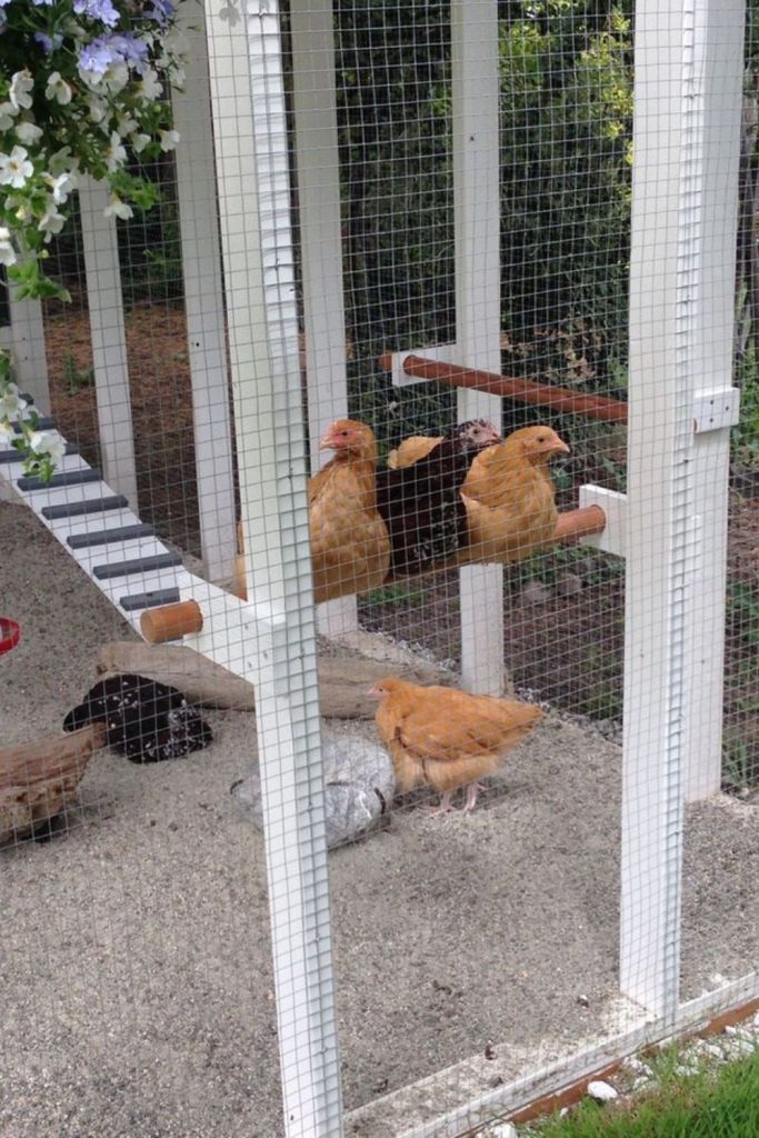 Rope net hammock chicken roost bed system