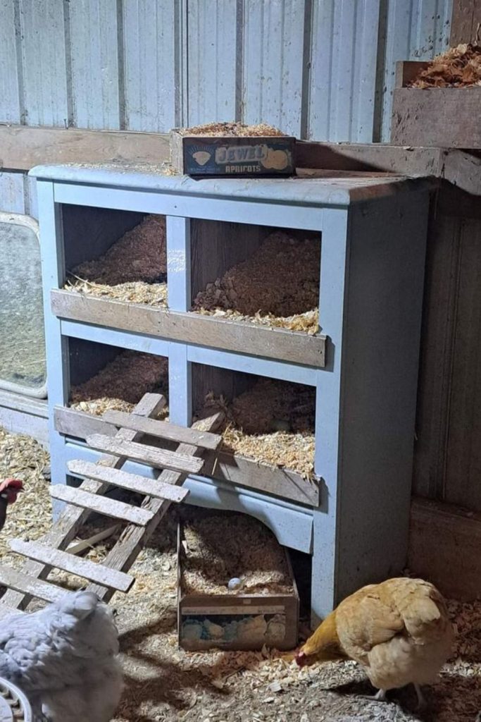 Shadow box compartment chicken shelf coop structure