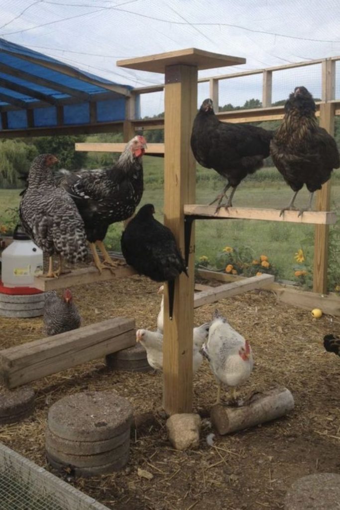 Spiral timber coil chicken perch system design