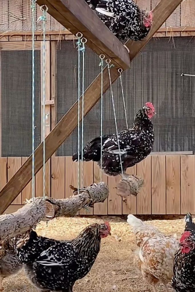 Suspended chain link chicken roost rail system