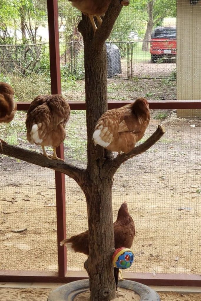 Tree branch canopy style chicken roost structure