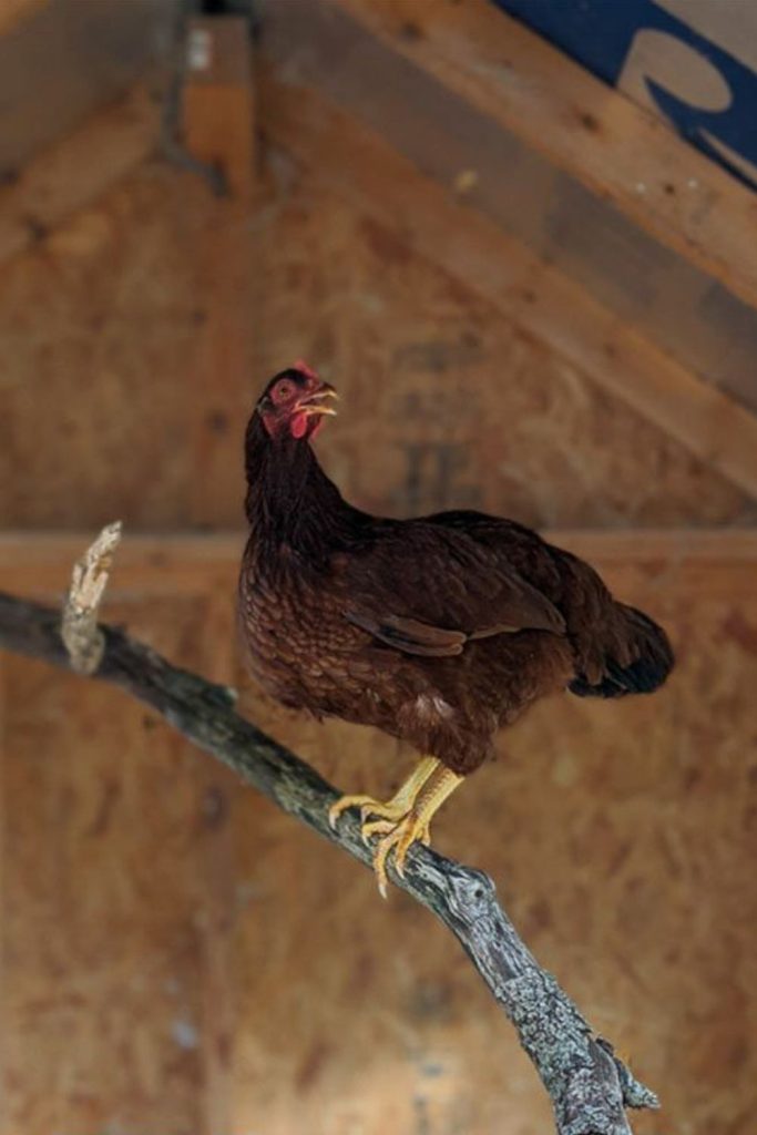 Twisted wire vine artistic chicken roost sculpture