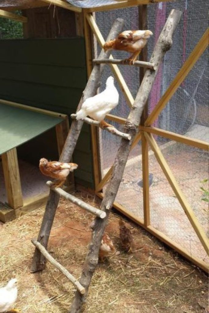 Urban ladder style compact poultry shelving design