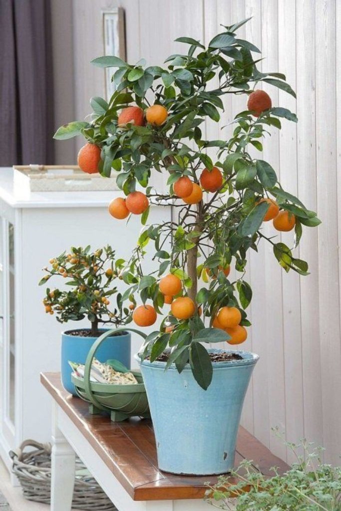 Hanging citrus mini fruit trees