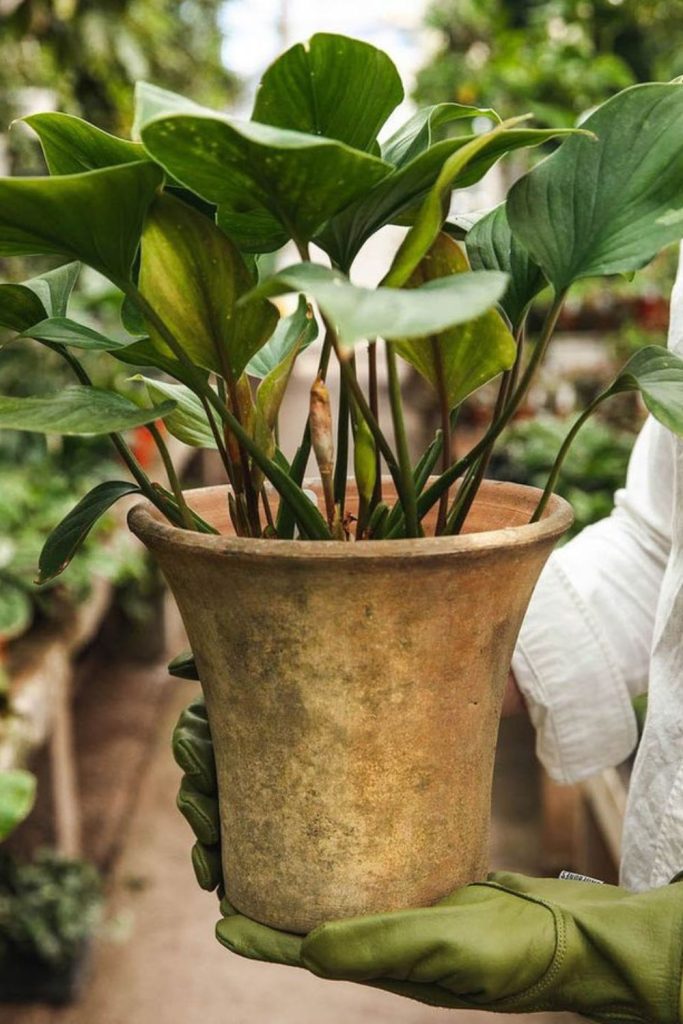 Ember valley rustic terracotta garden pot