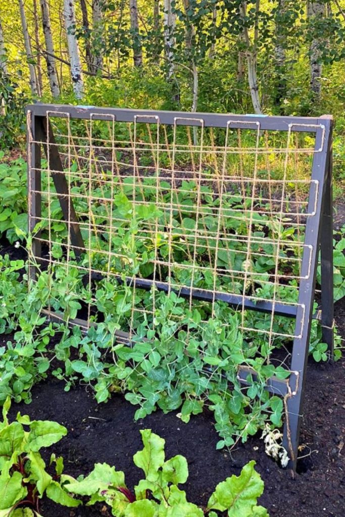 Fishing net climbing plant trellis