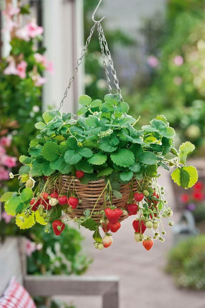 Hanging strawberry basket tunnel garden system