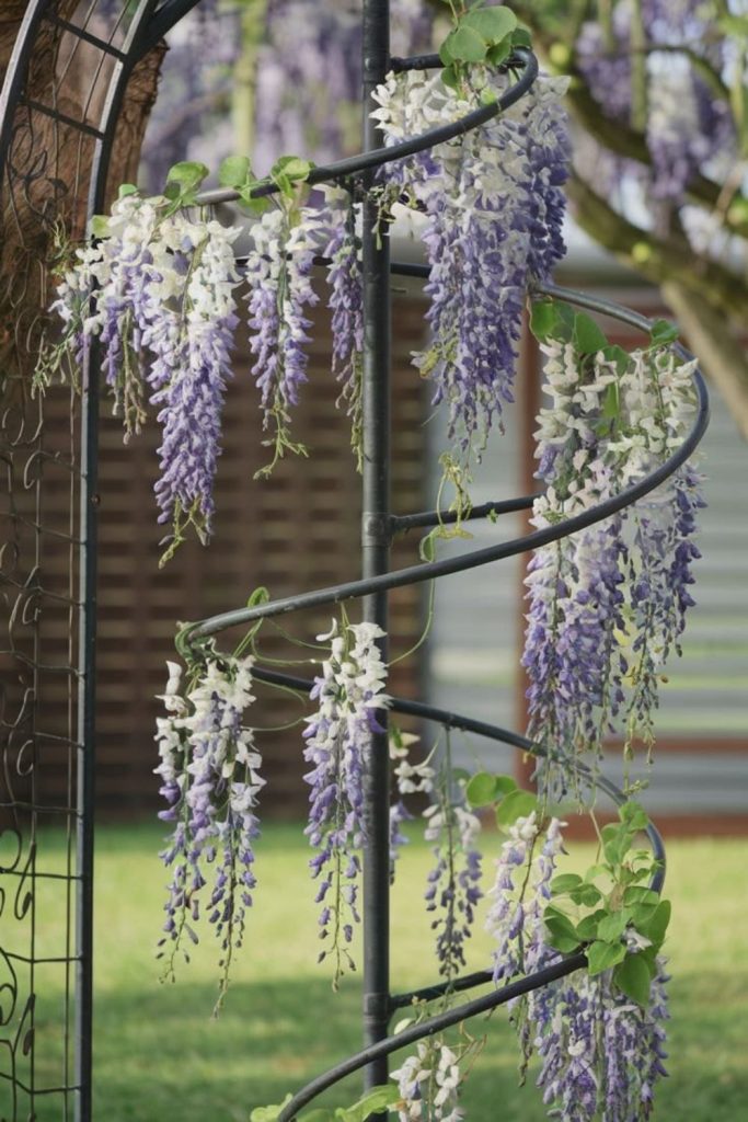 Spiral fern vertical garden design