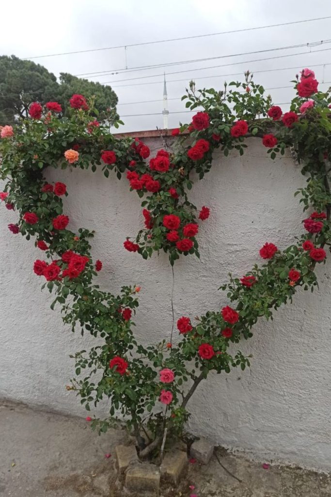 Heart-shaped vine display wooden trellis.