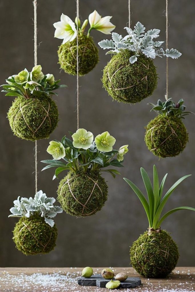 Moss ball floating plant decor