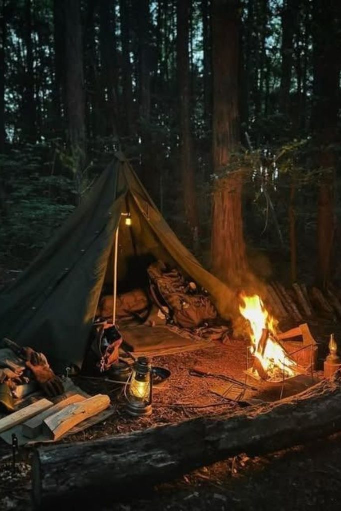 Pine forest shadow calm camping shelter