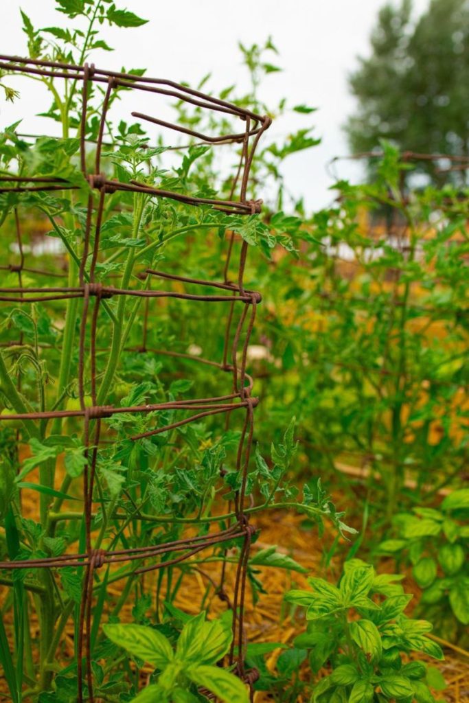 Rebar rustic vegetable plant trellis