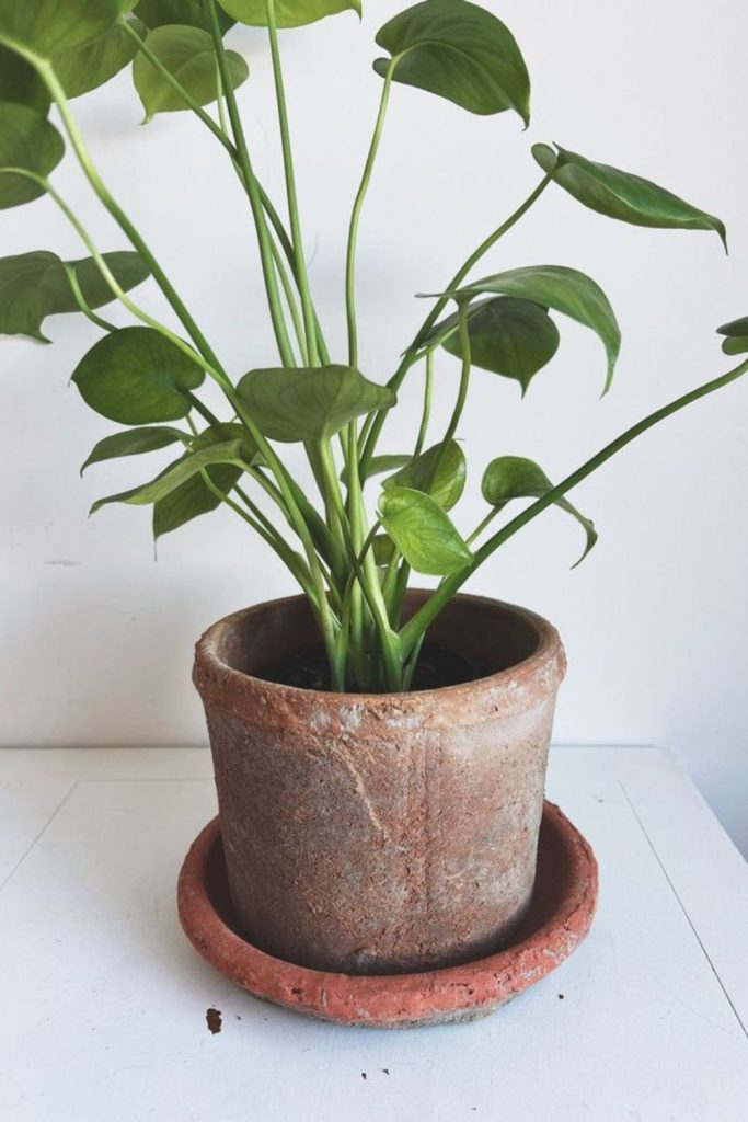 Rustic aurelia golden terracotta planter pot