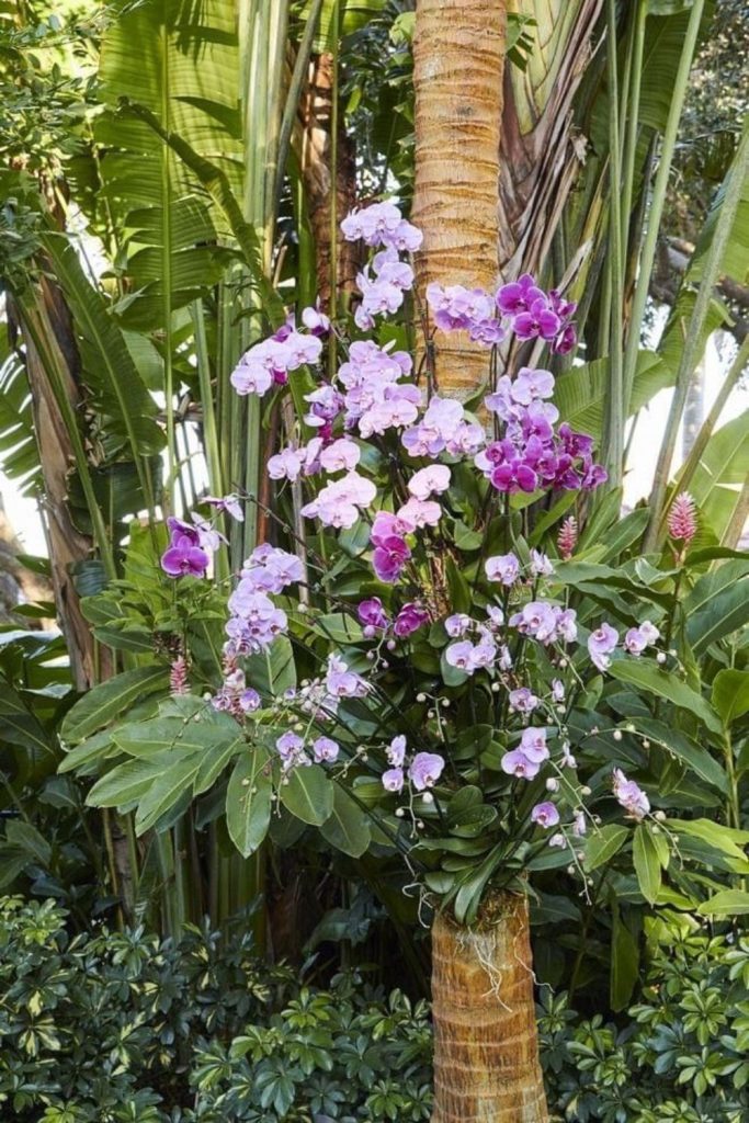 Exotic orchids vertical hanging display