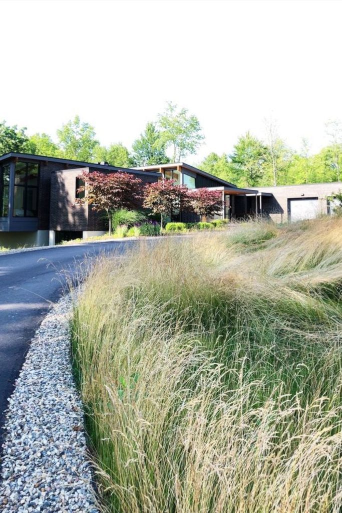 Wild grass prairie frame tall grasses natural wind flowing yard