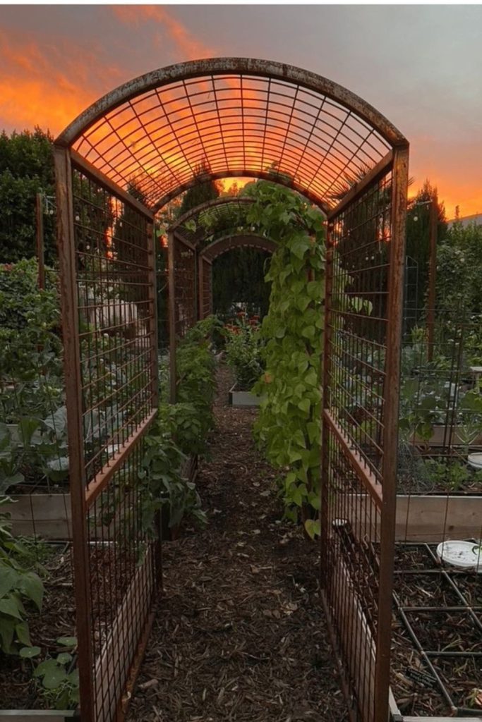 Wire arch tunnel vine trellis