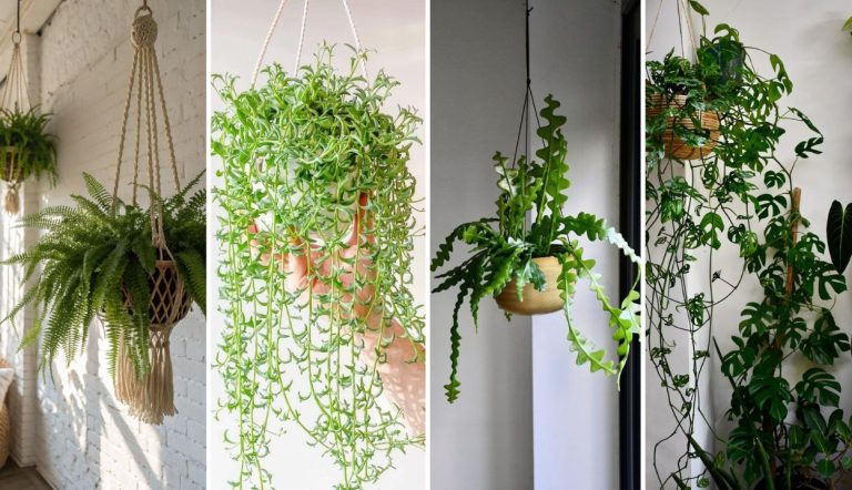 30 Beautiful Hanging Plants Indoor