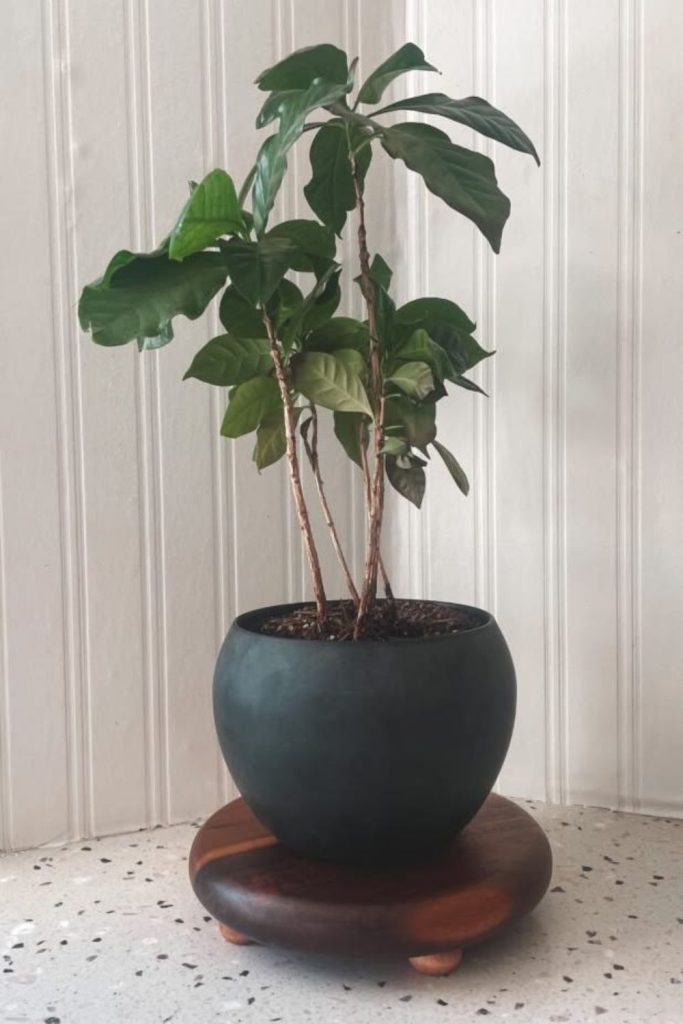 Rustic barrel lid plant pedestal.